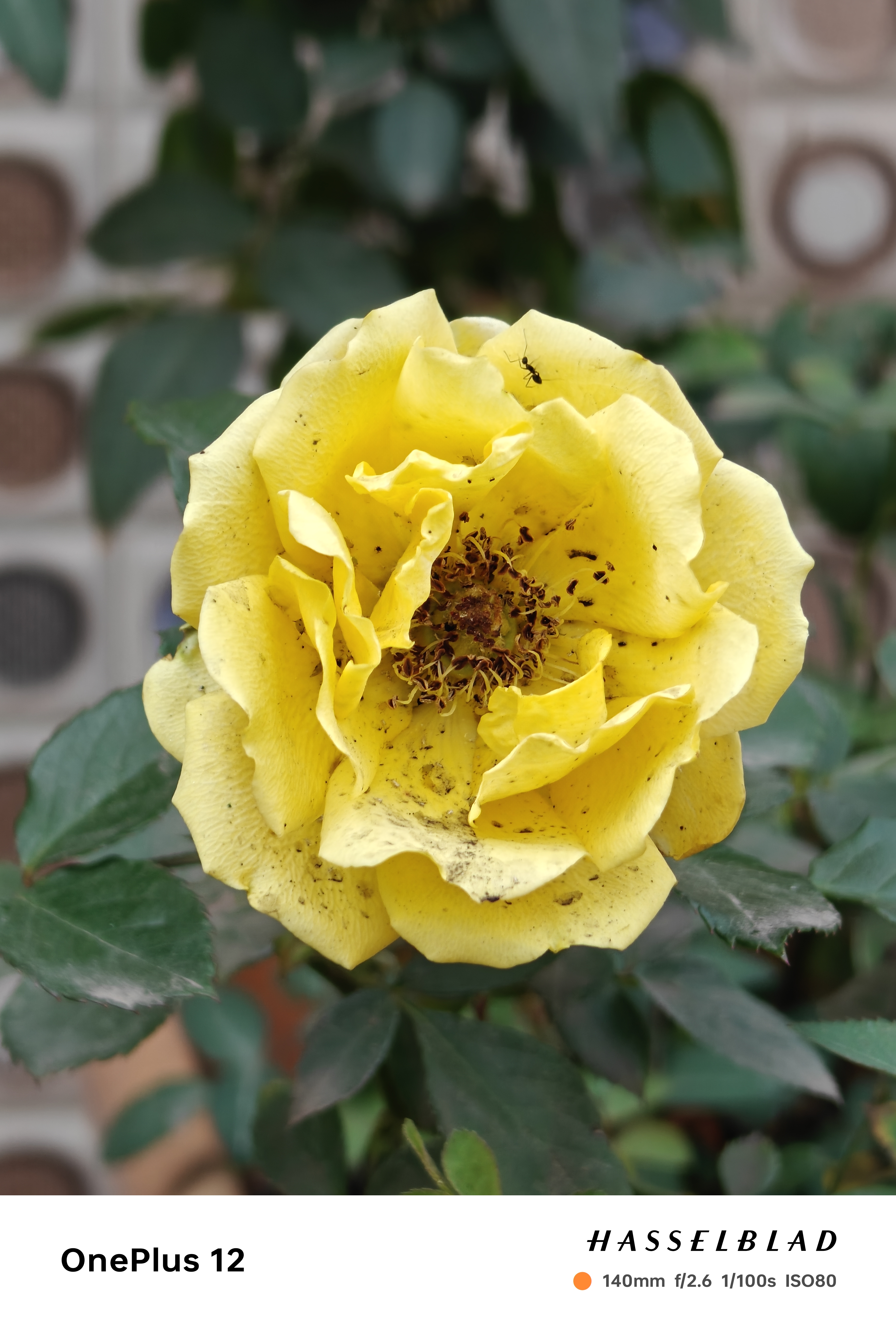 Hansel Roses 🌹🌼🌻,🌸