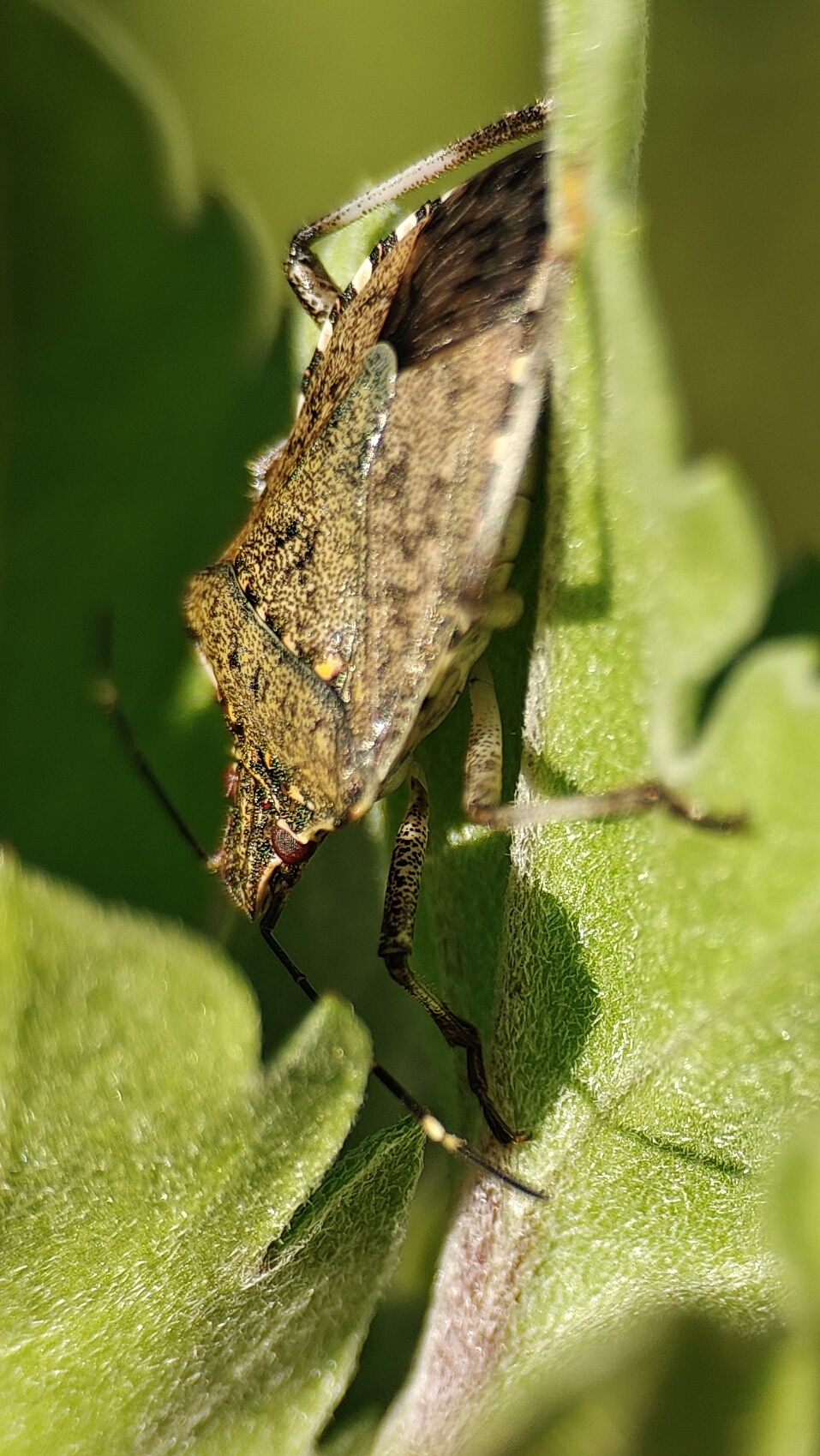 Nagger Bug Nord 4 Bug Report ... 😉😅... with the help of a 100mm macro