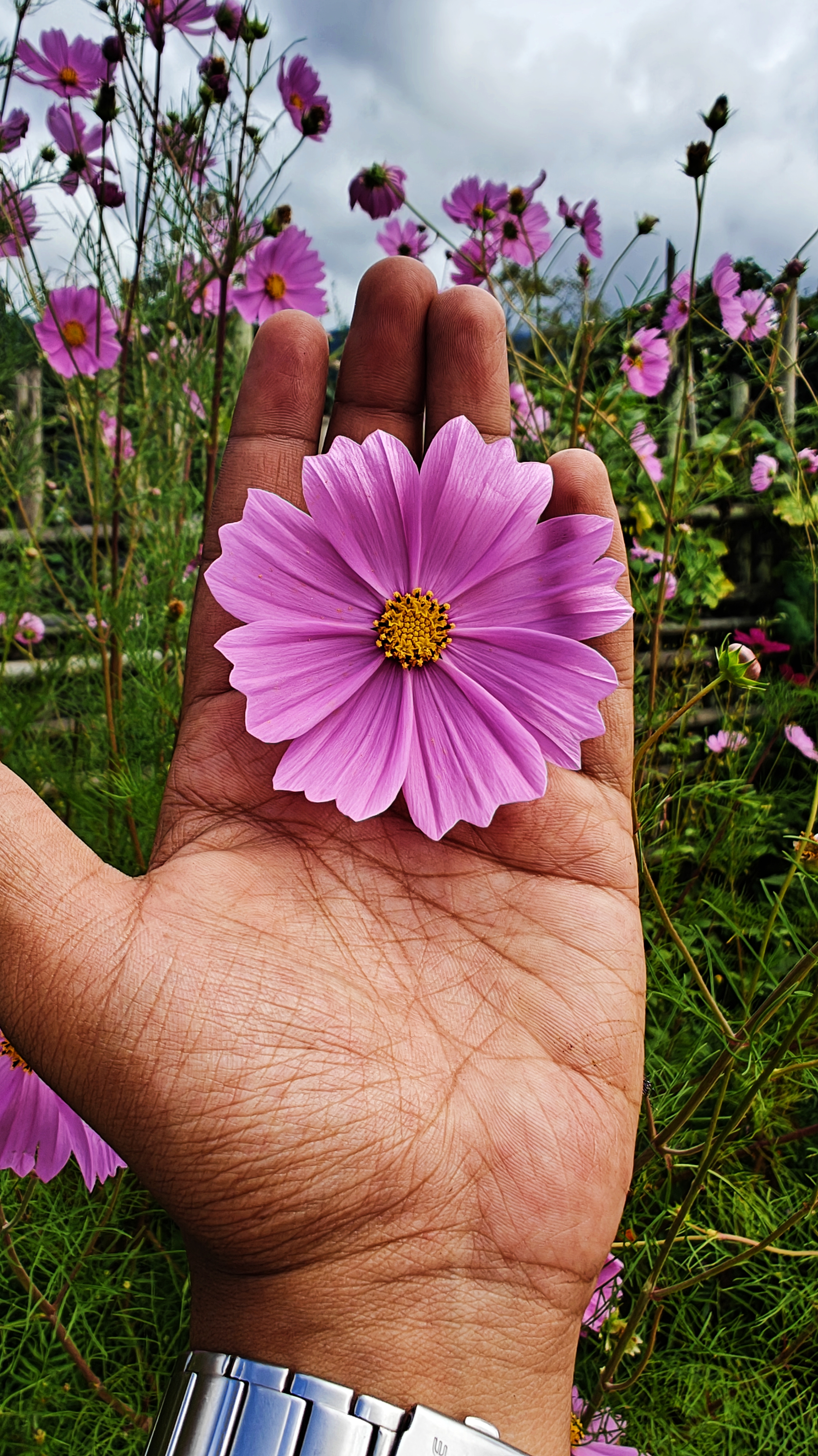 Dropping a few floral pics from ziro valley.