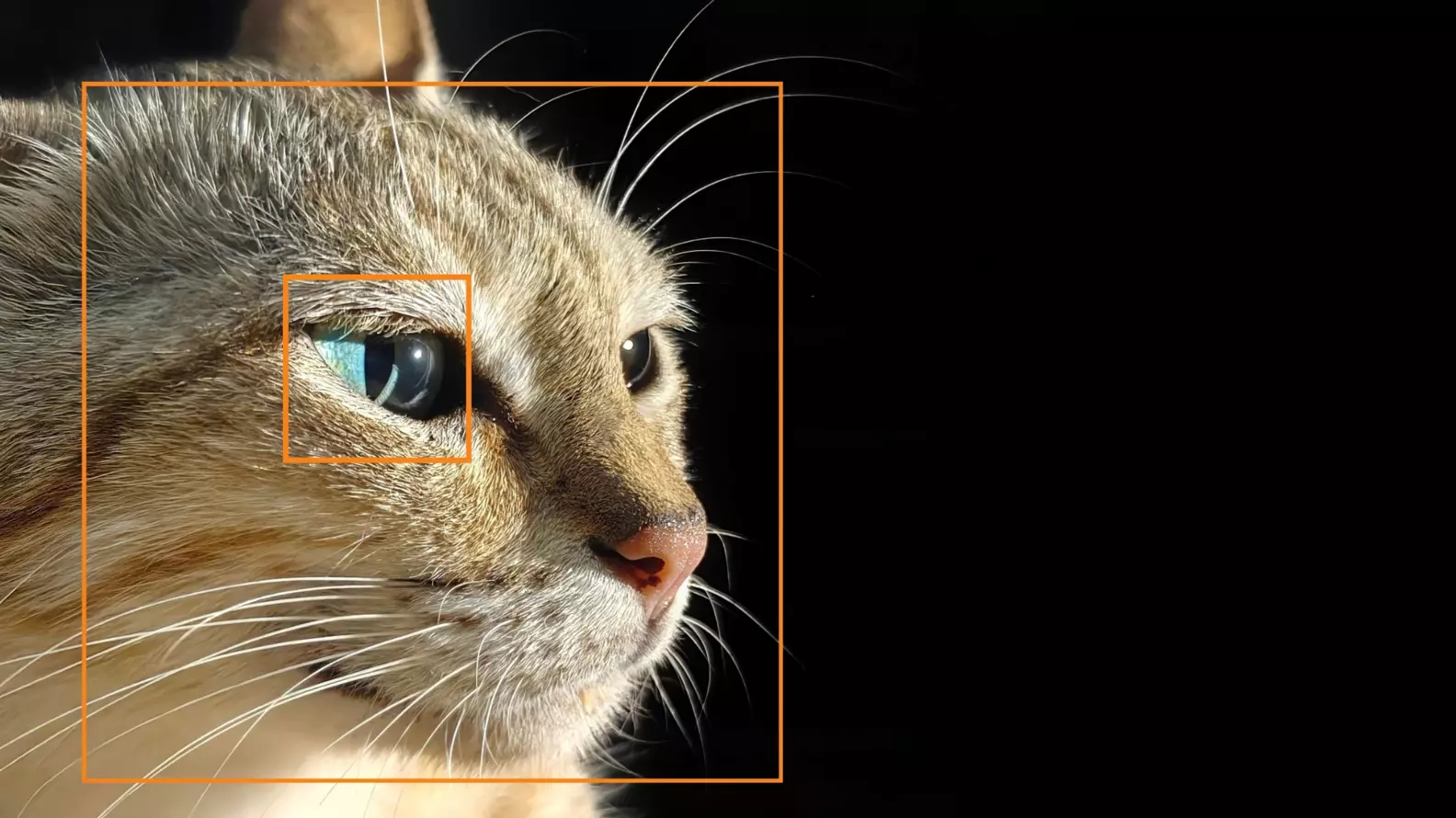 Subject Tracking Subject Tracking and Animal Eye Detection On The OnePlus 13