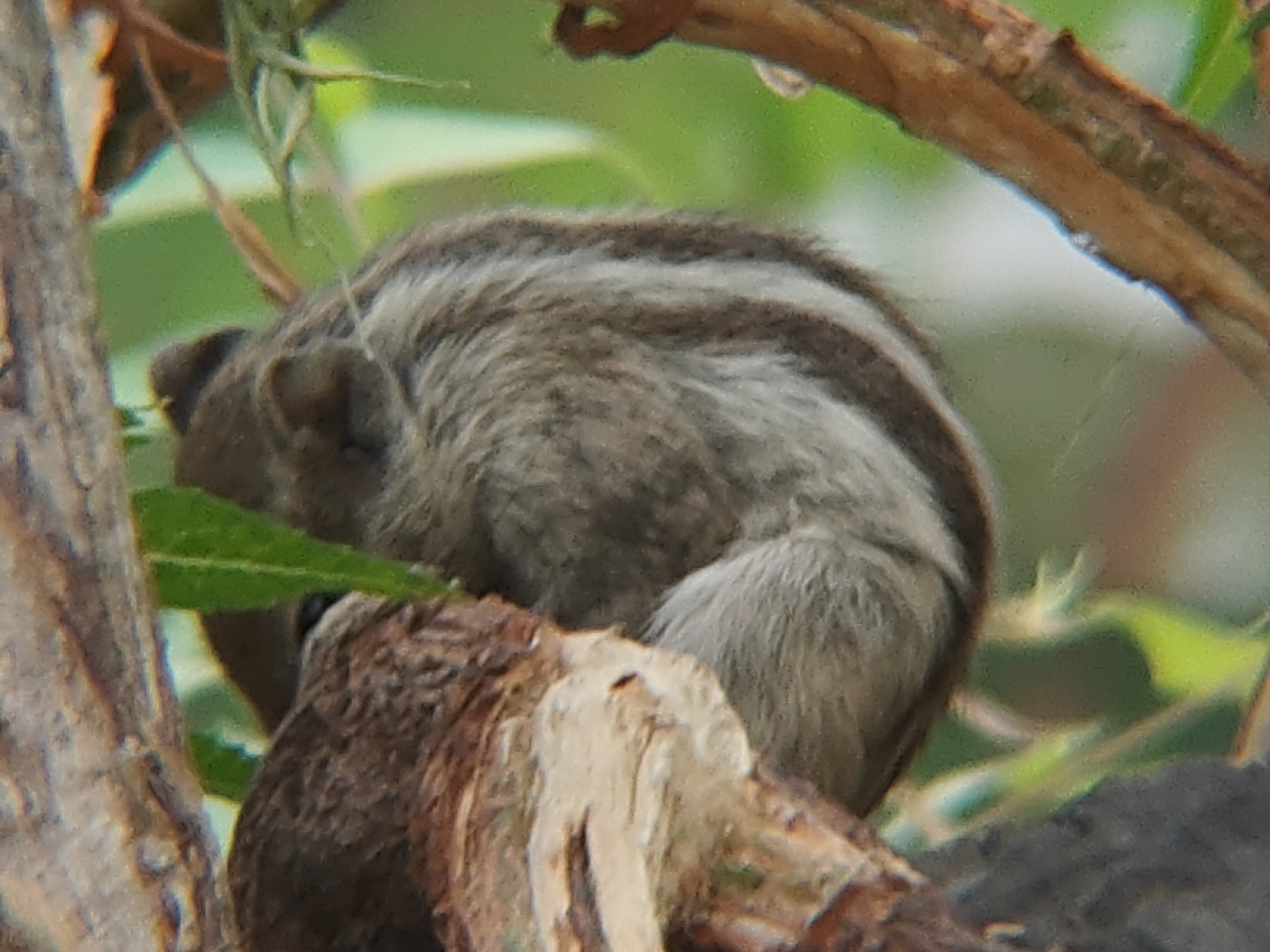 Random Squirrel Get the stunning random pic of squirrel at 17X zoom from one