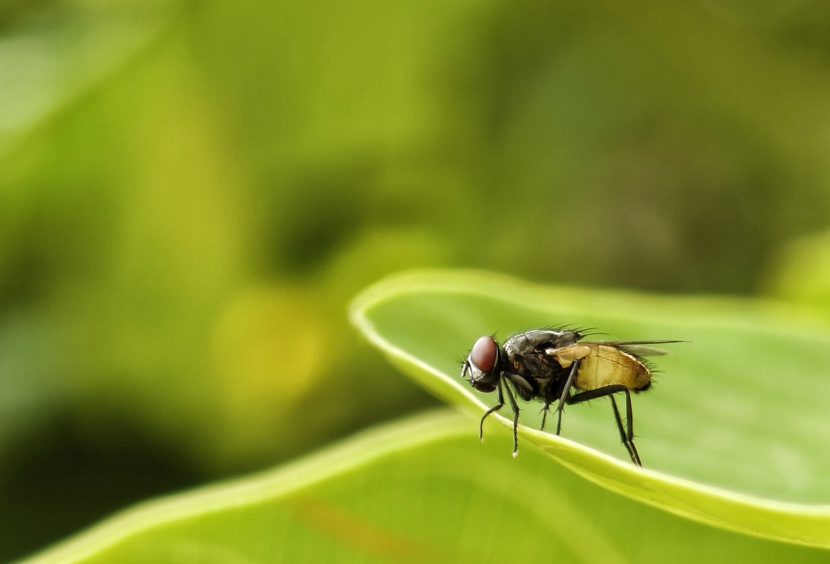🪰 Fly Macro🔎