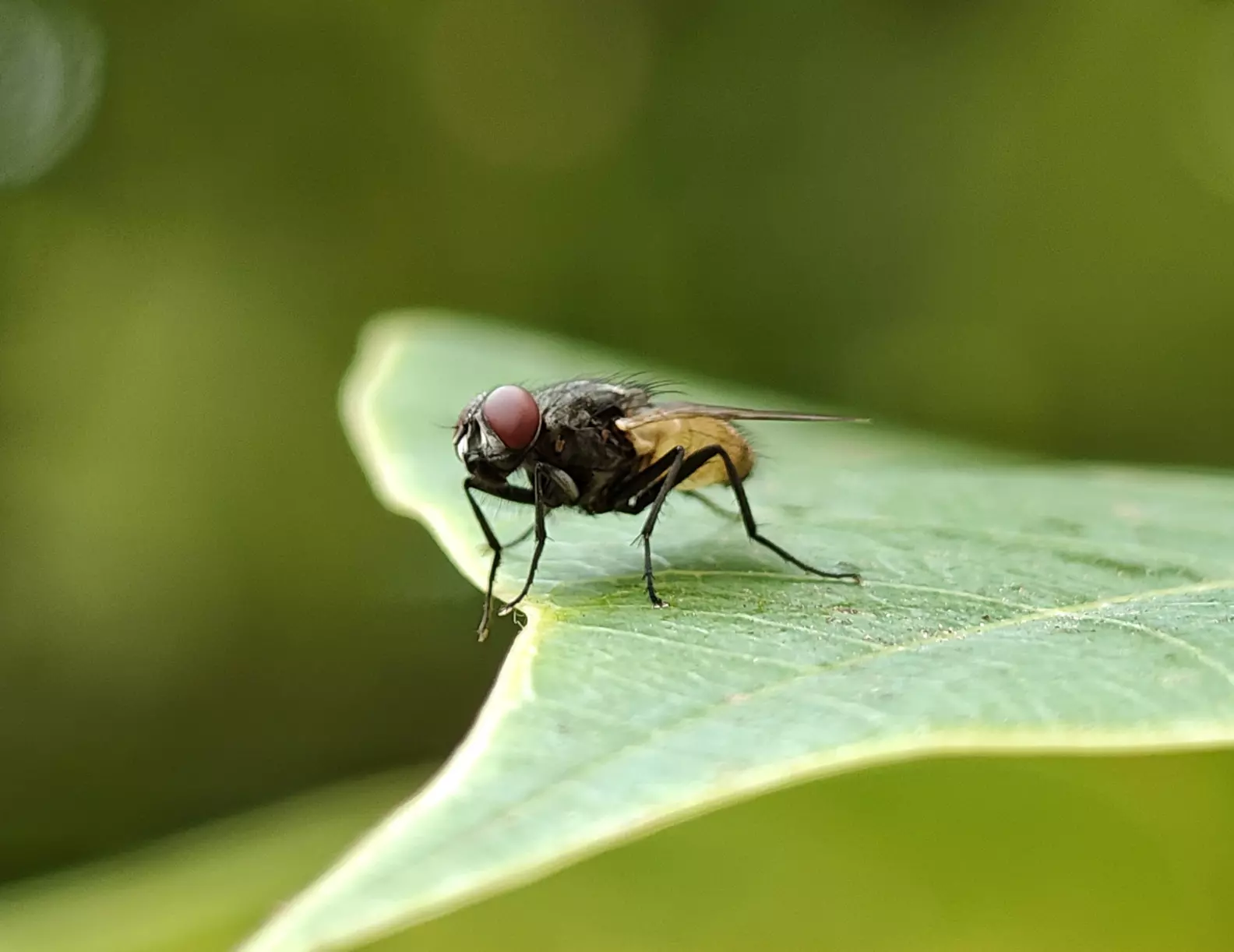 🪰 Fly Macro🔎