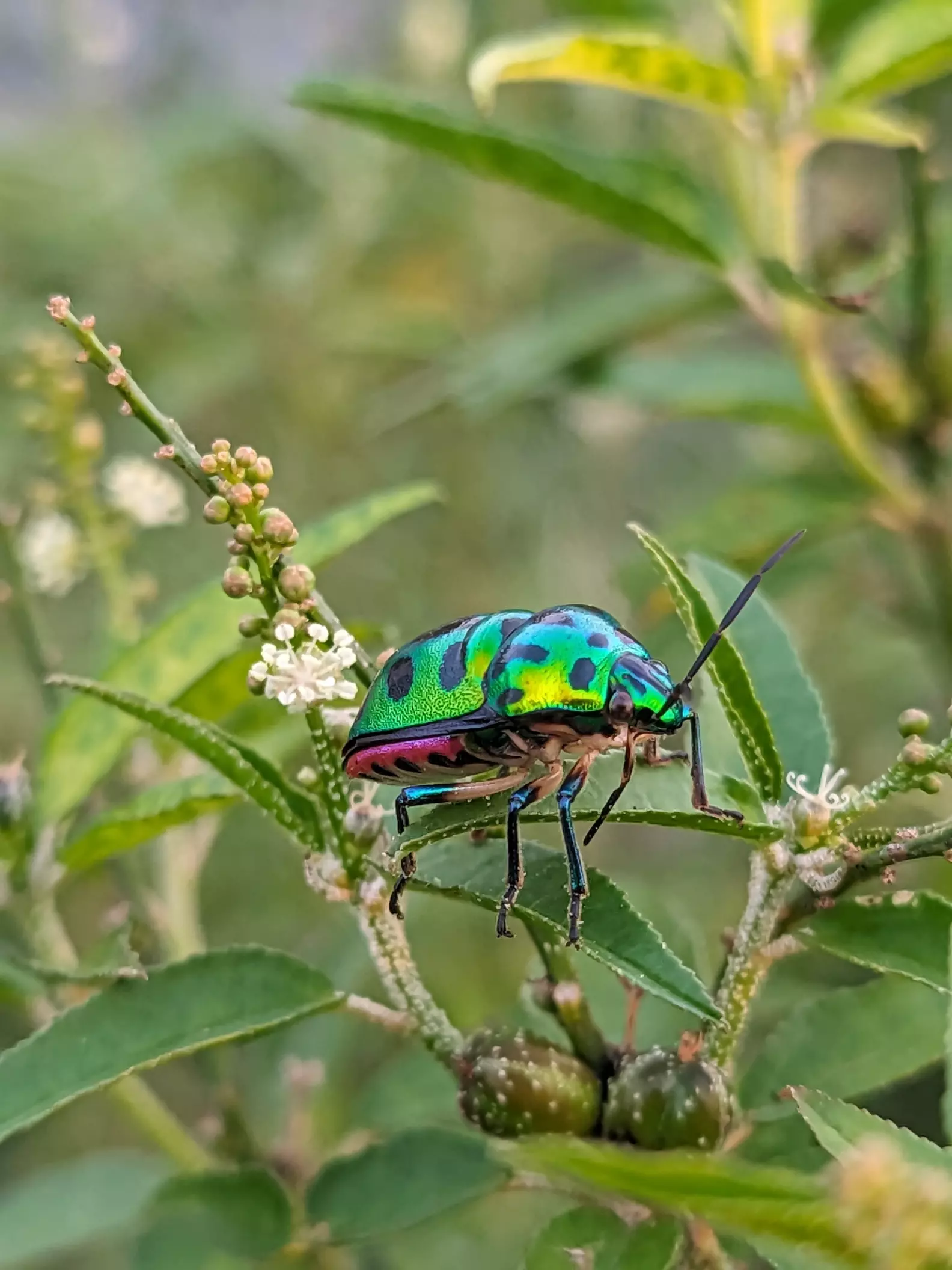 Beach Mini Insects Nature's Miniature Jewel: The insect sits on a green tree br