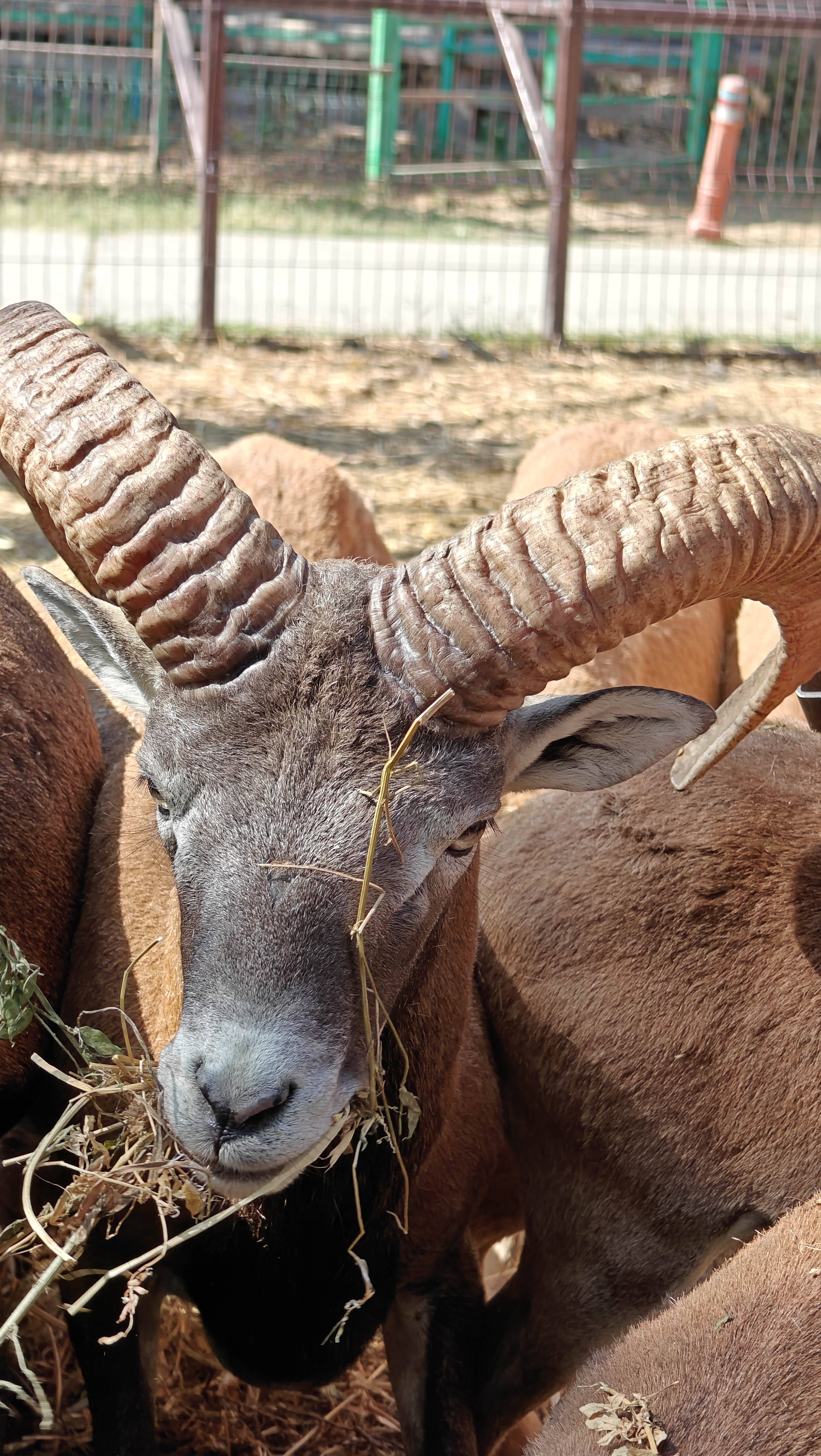 Balkan Rams 🦙🐐