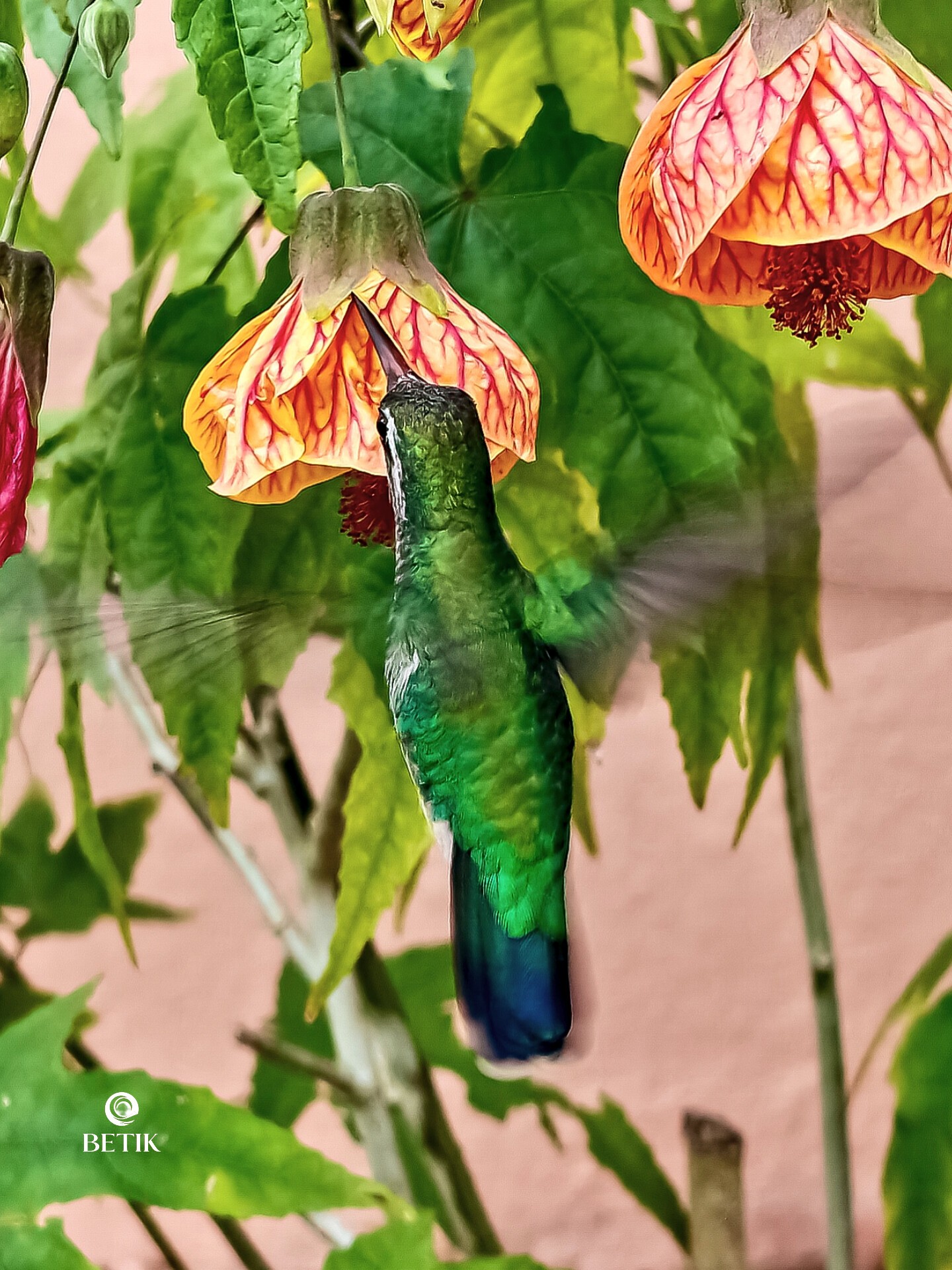 The pics show a hummingbird a White-banded Hummingbird (Chry