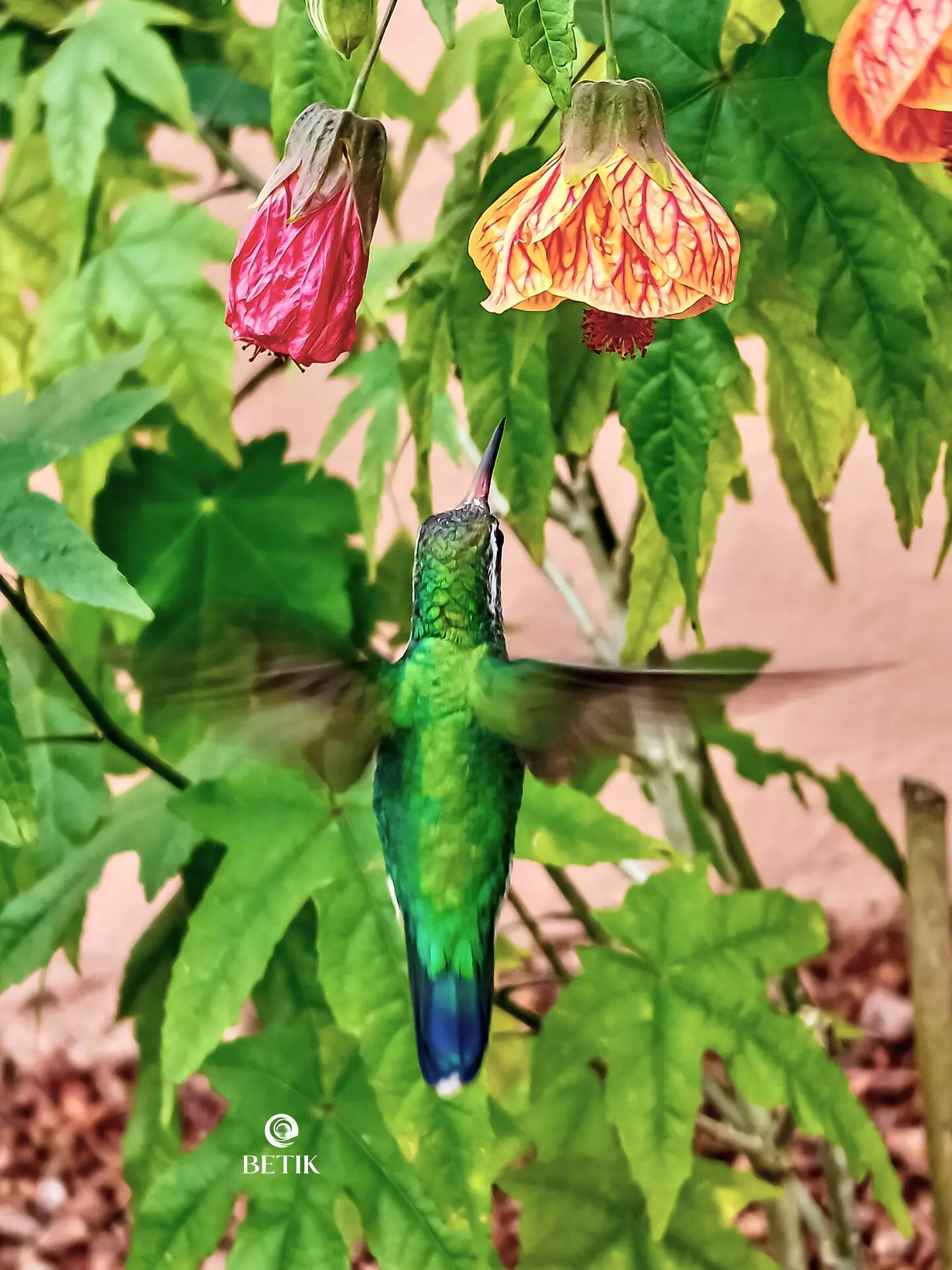 The pics show a hummingbird a White-banded Hummingbird (Chry