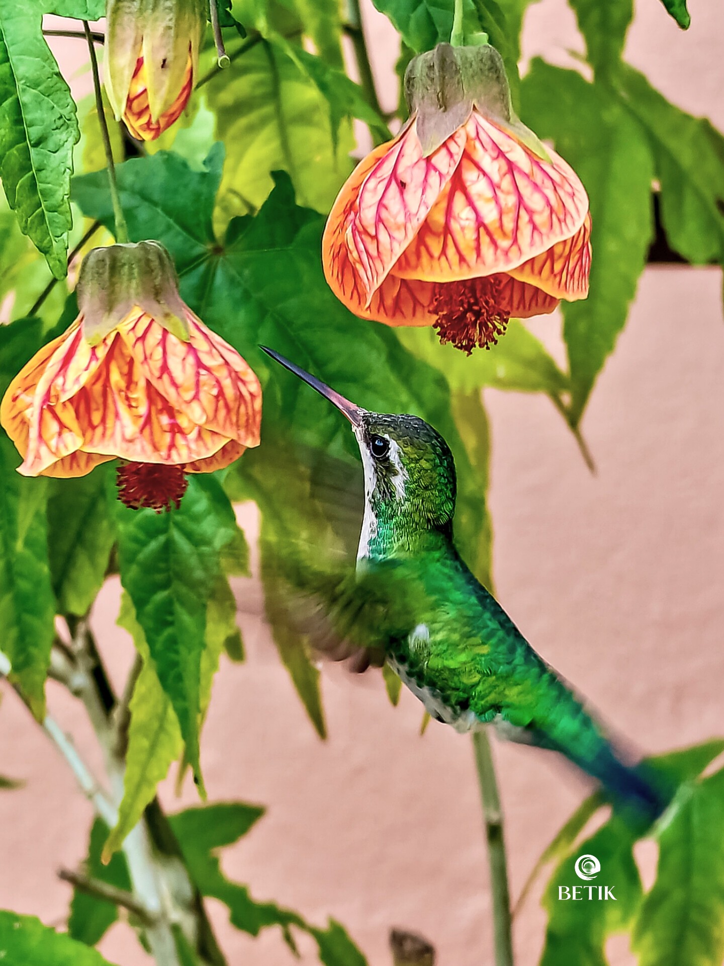 The pics show a hummingbird a White-banded Hummingbird (Chry