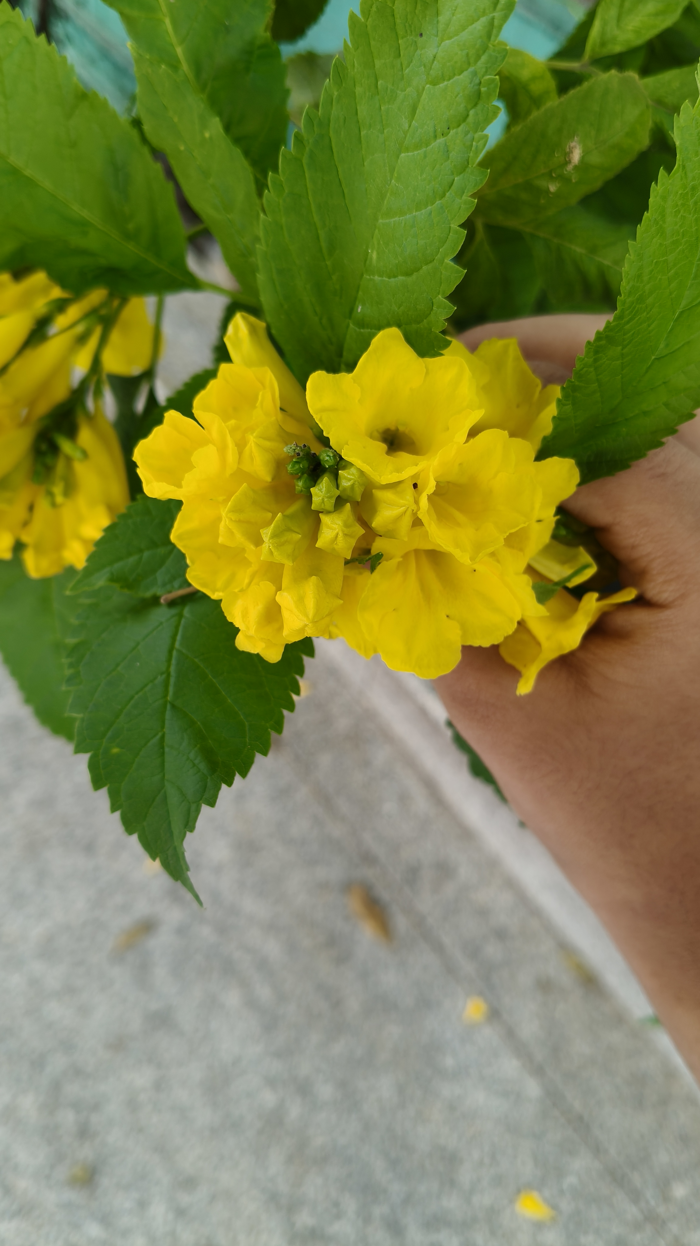 Today's samples of OnePlus Nord Ce5, image looks good , but