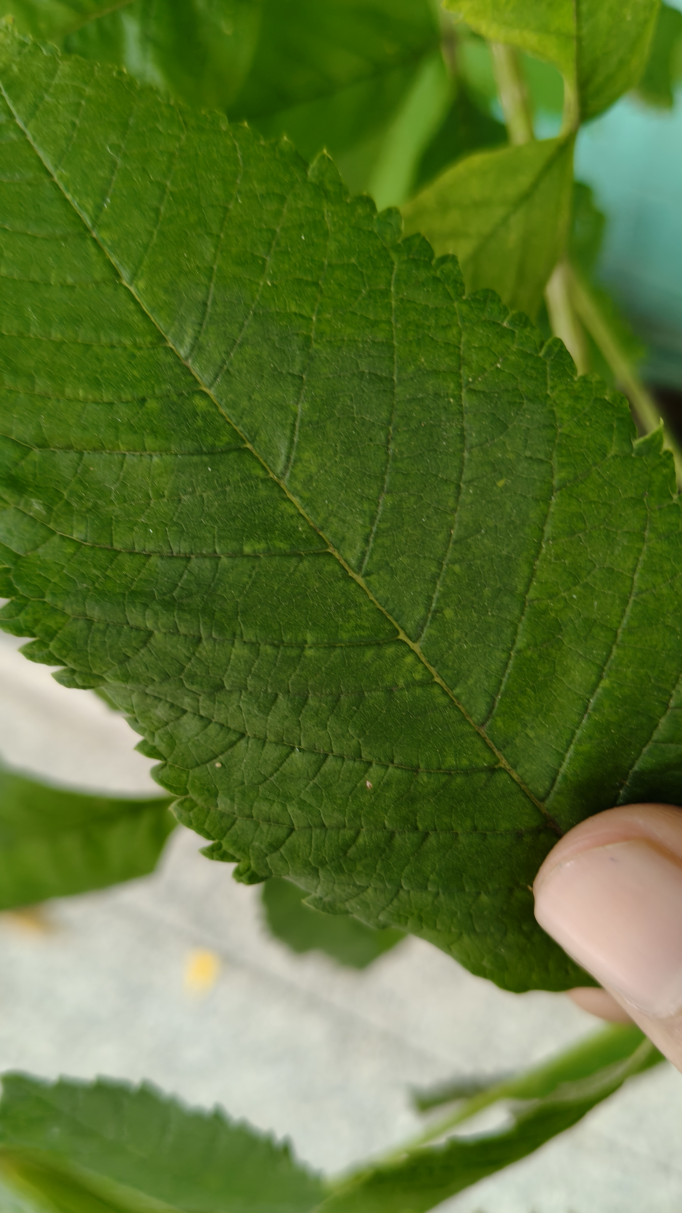 Today's samples of OnePlus Nord Ce5, image looks good , but