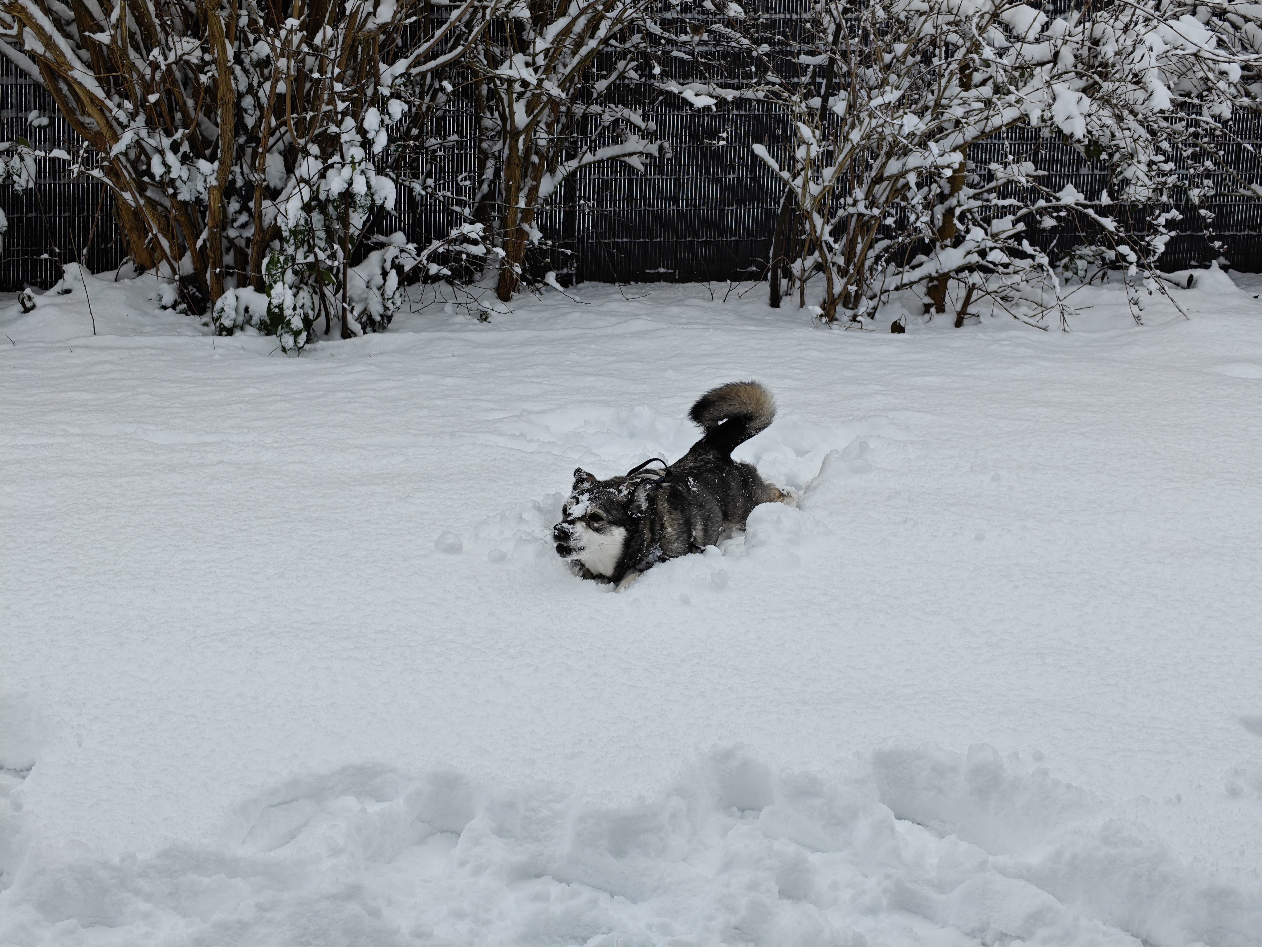 Playing in a winter wonderland ❄️☃️🤗Enya really loves the s