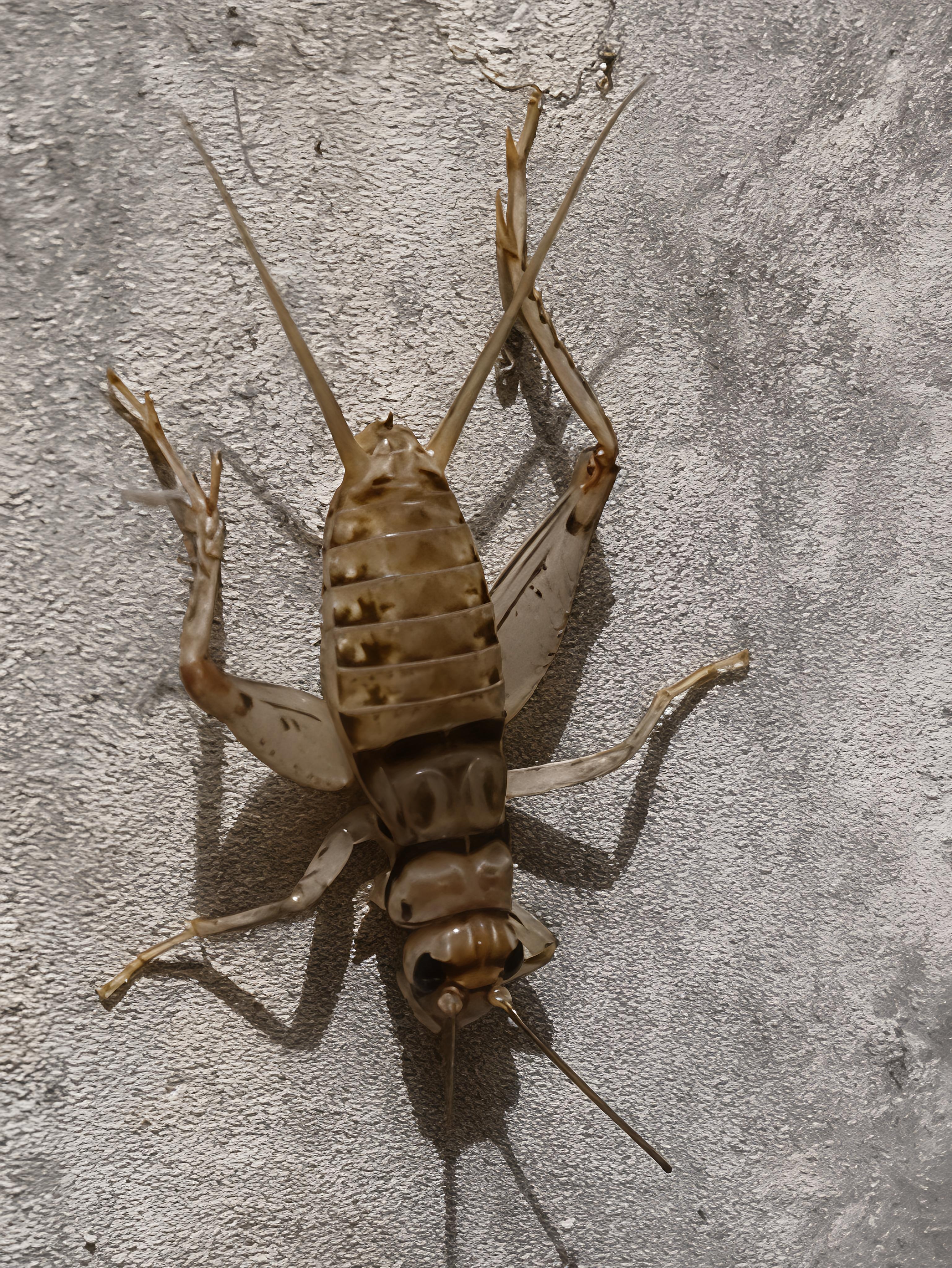TROPICAL HOUSE CRICKET 🦗