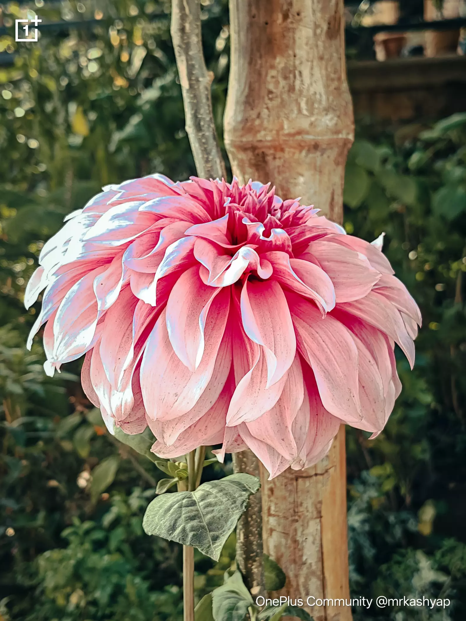 This bloom looks like it woke up and decided to be overdress