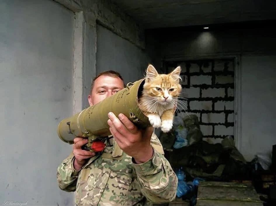 @Shailender Sharma what are you feeding your cat?