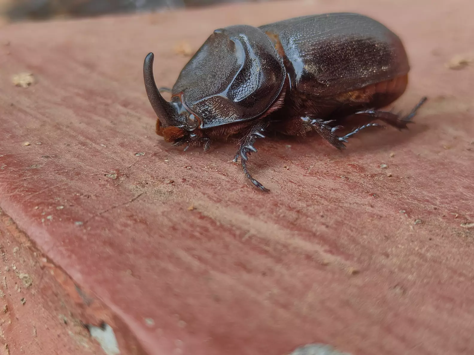 Oryctes rhinoceros bug 🪲