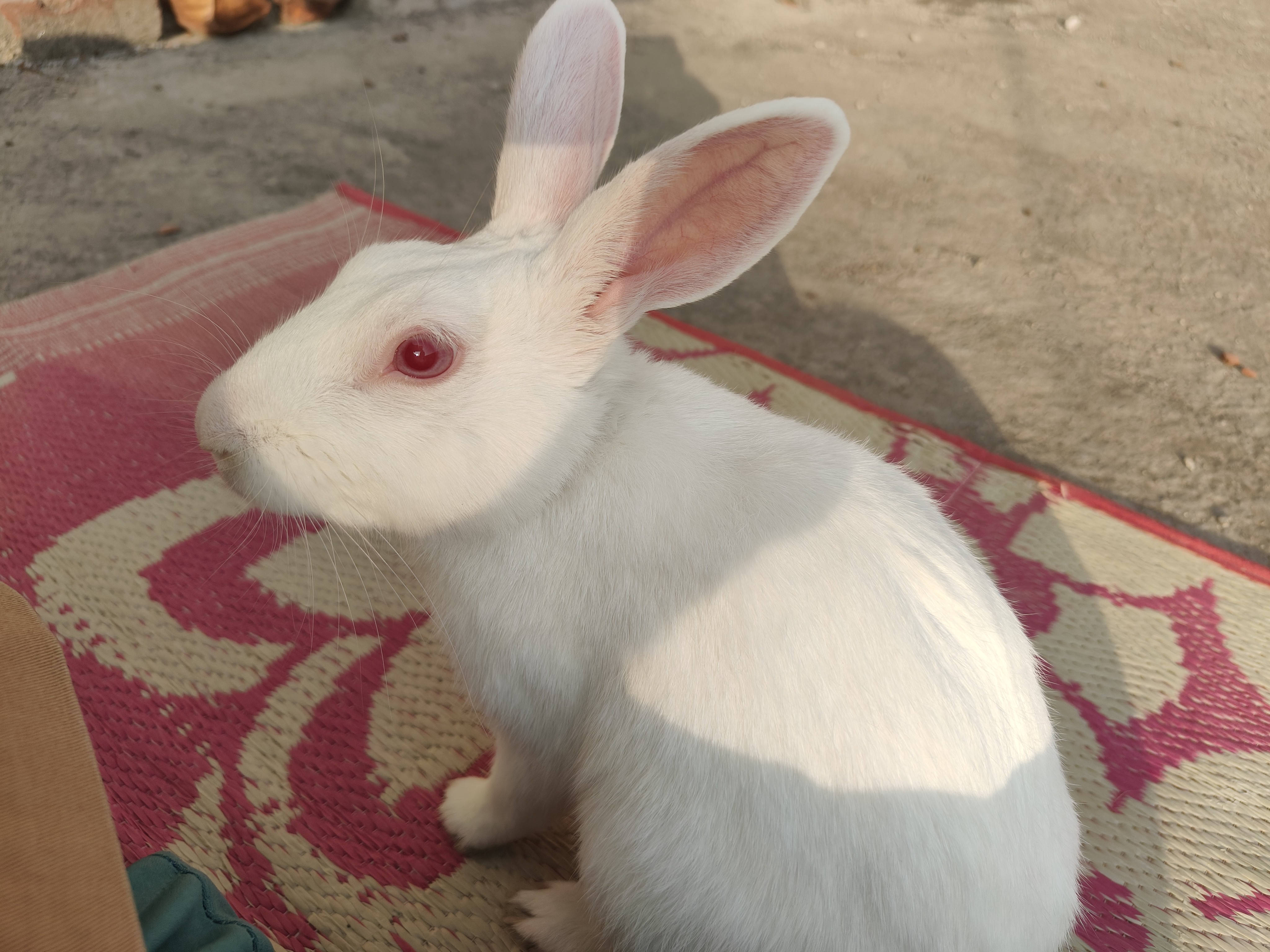 🐇🐰