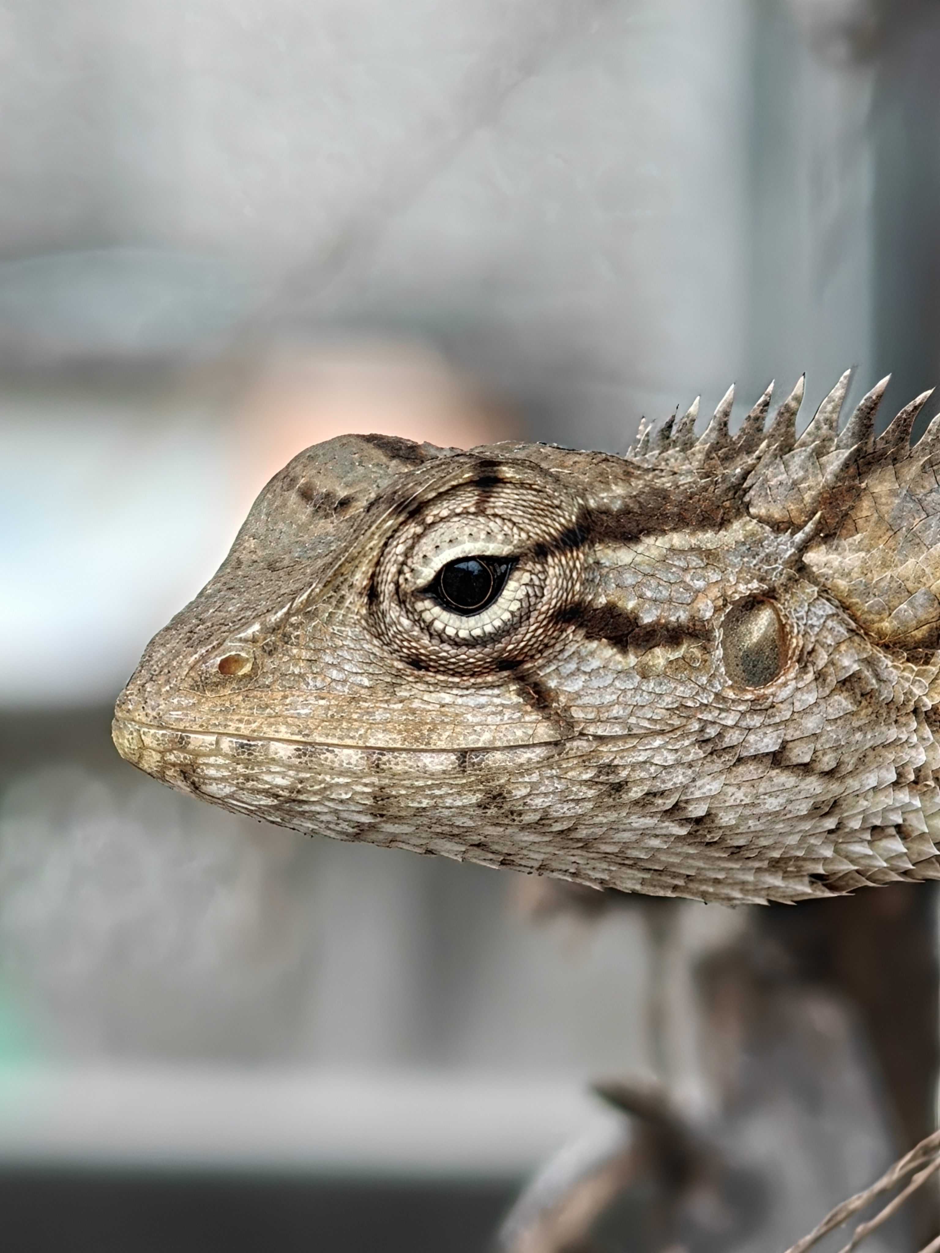 Meet the Oriental Garden Lizard (Calotes versicolor). 🦎 Kno