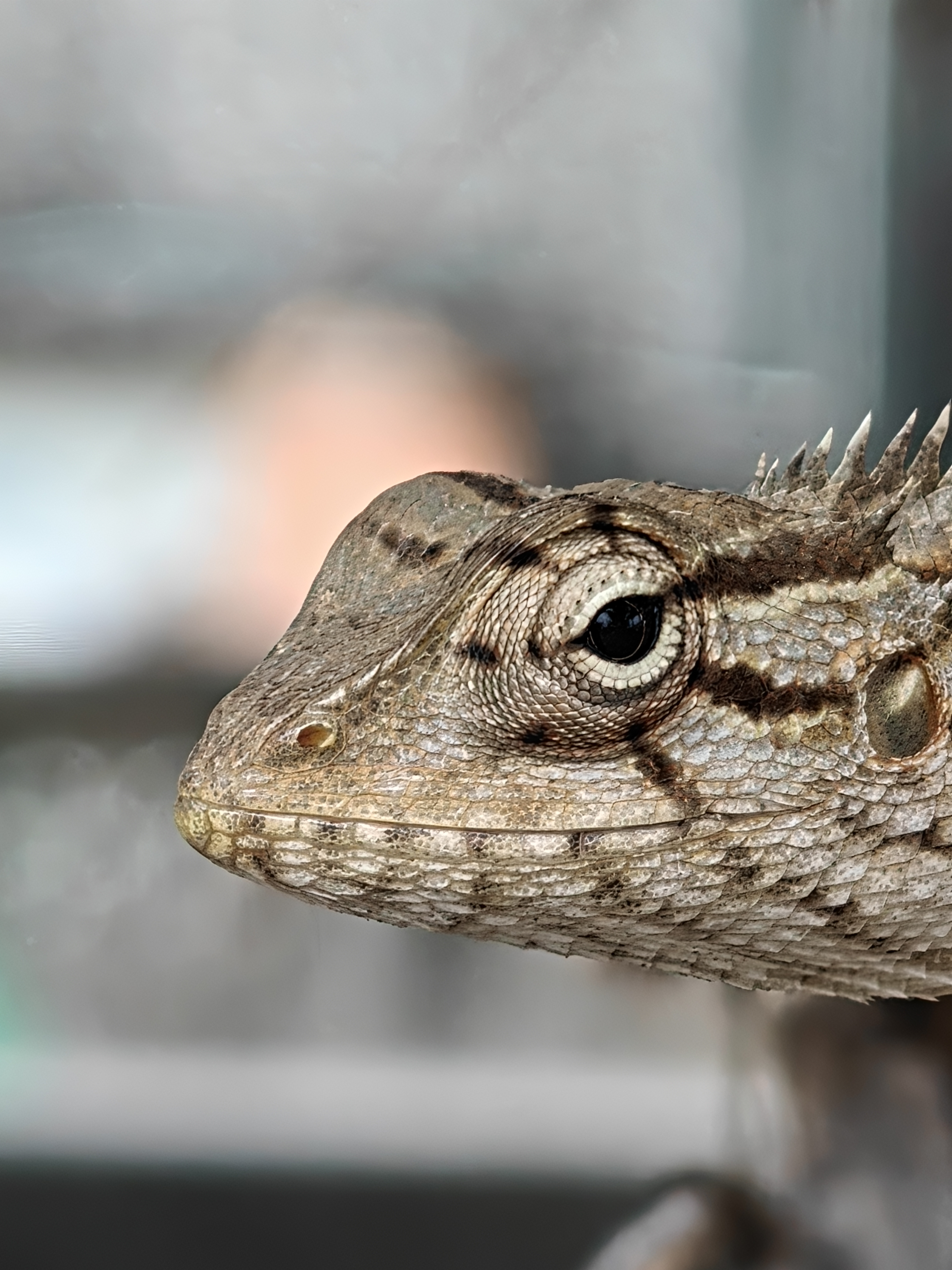 Meet the Oriental Garden Lizard (Calotes versicolor). 🦎 Kno