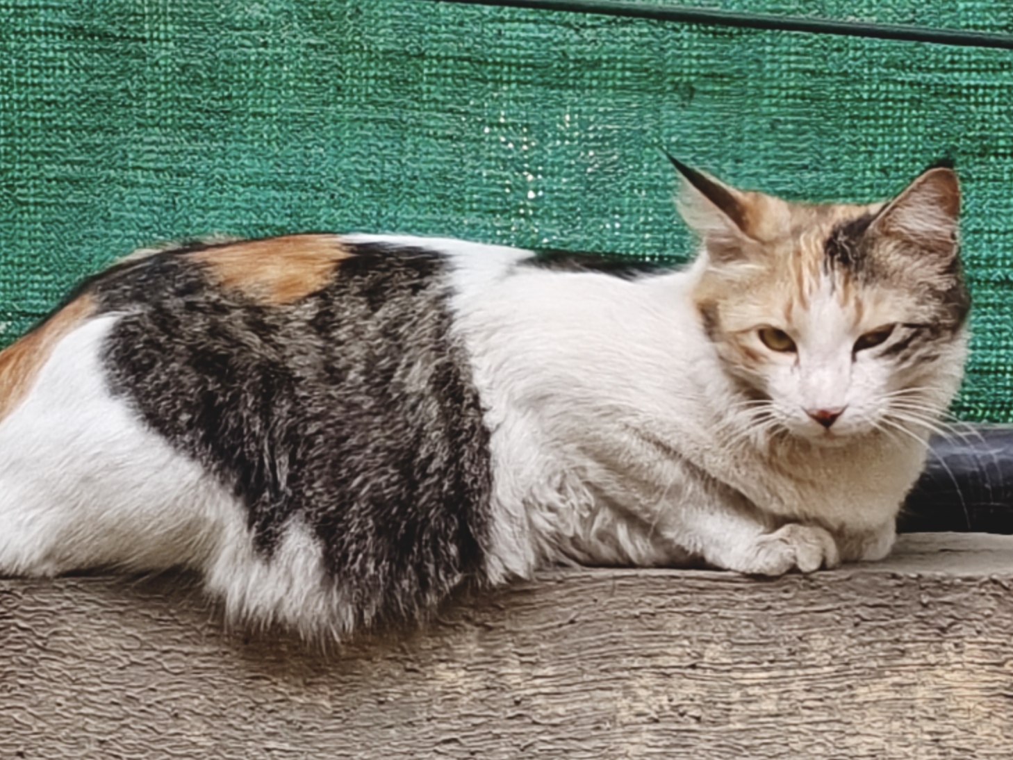 Cataci Catii