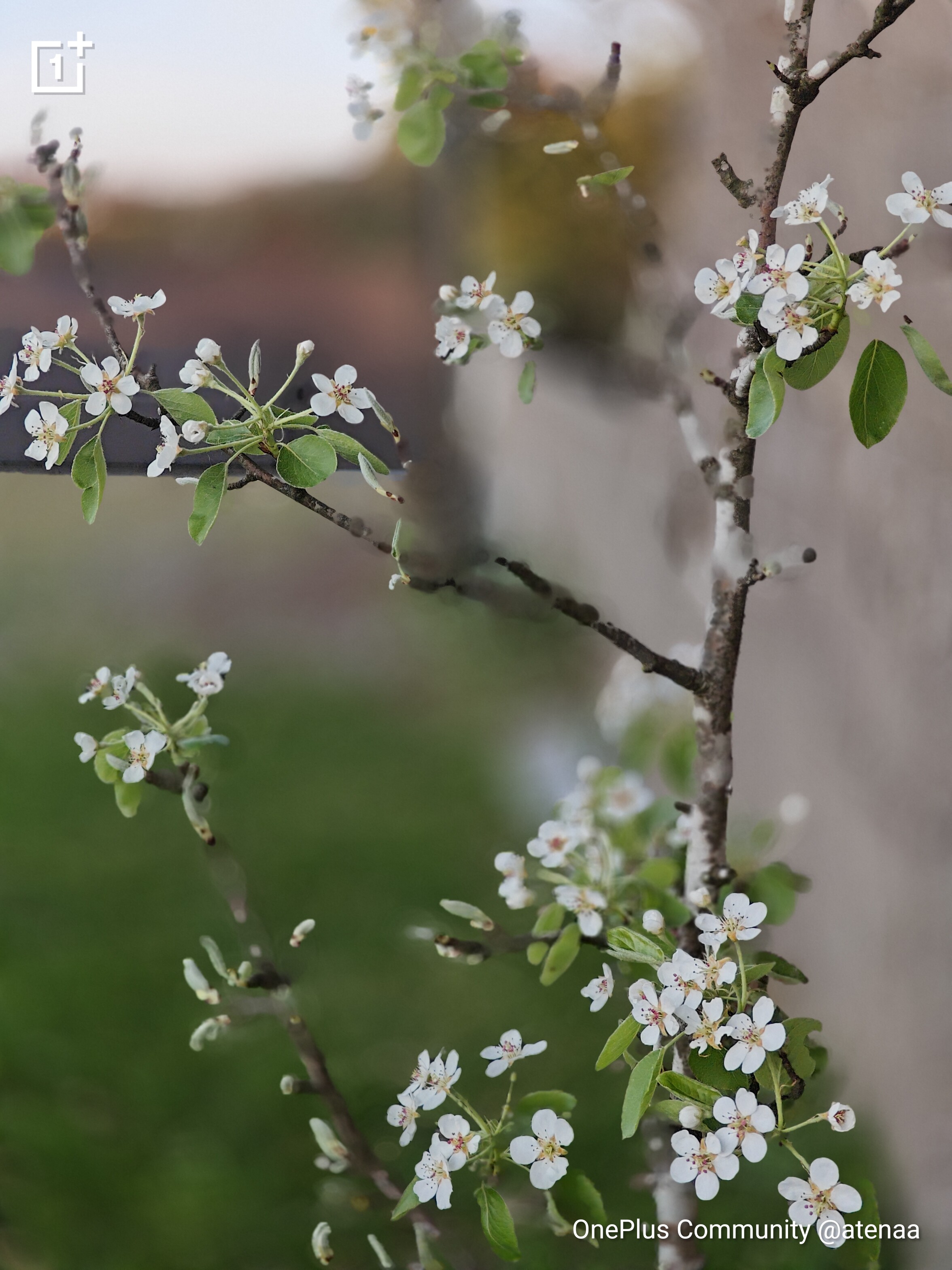 Spring in Portrait Mode 🪻Spring has arrived with beautiful