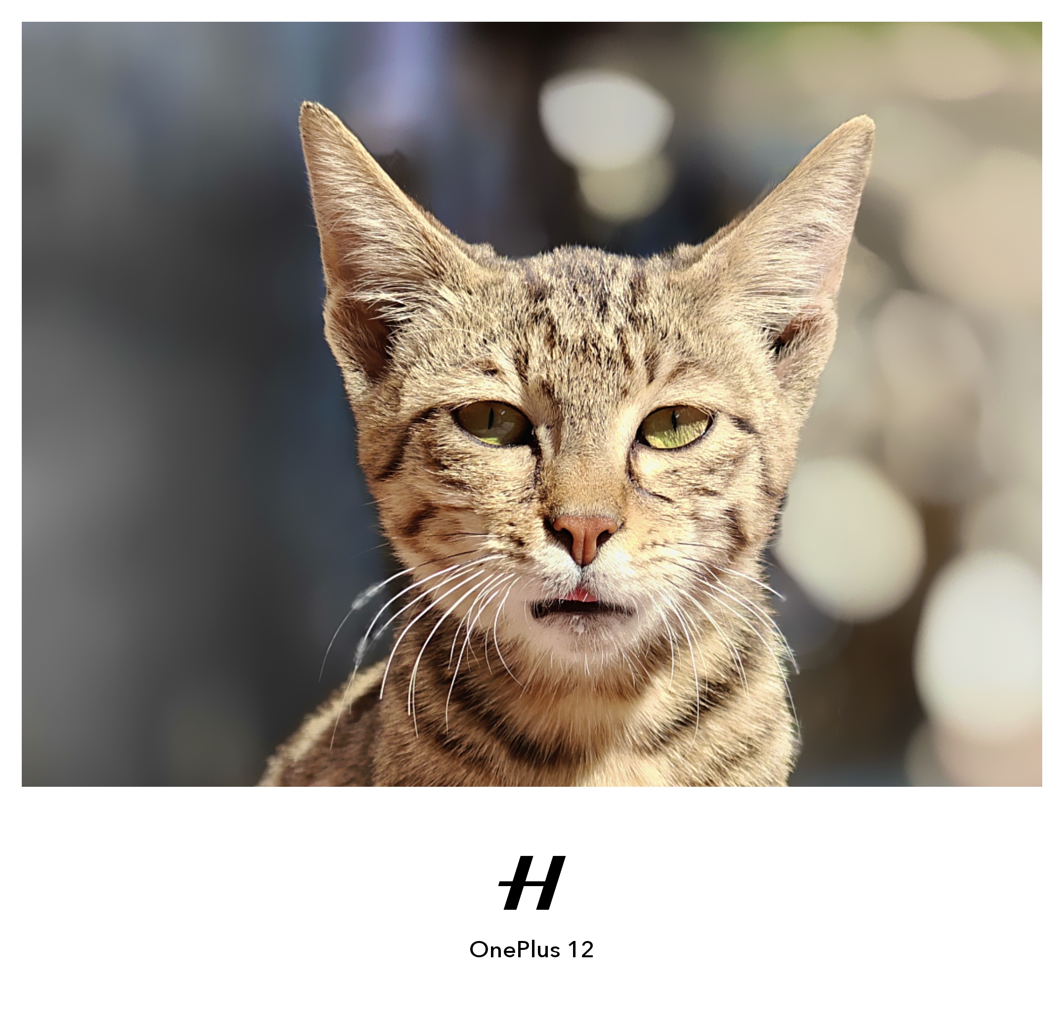 ๐พ Cat Photoshoot ๐ธ๐ปThe model didnโt cooperateโฆ but when y