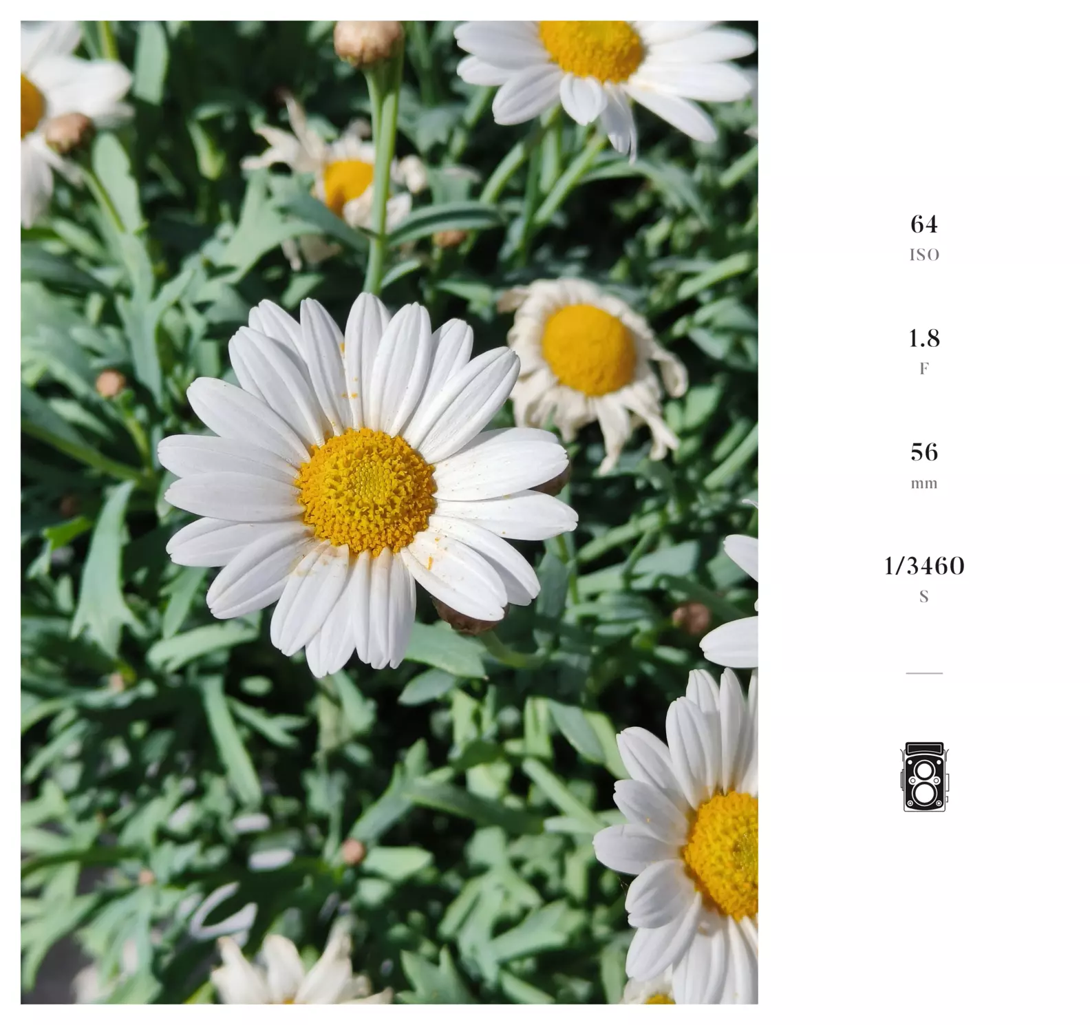 The most beautiful daisy I've ever seen 💐