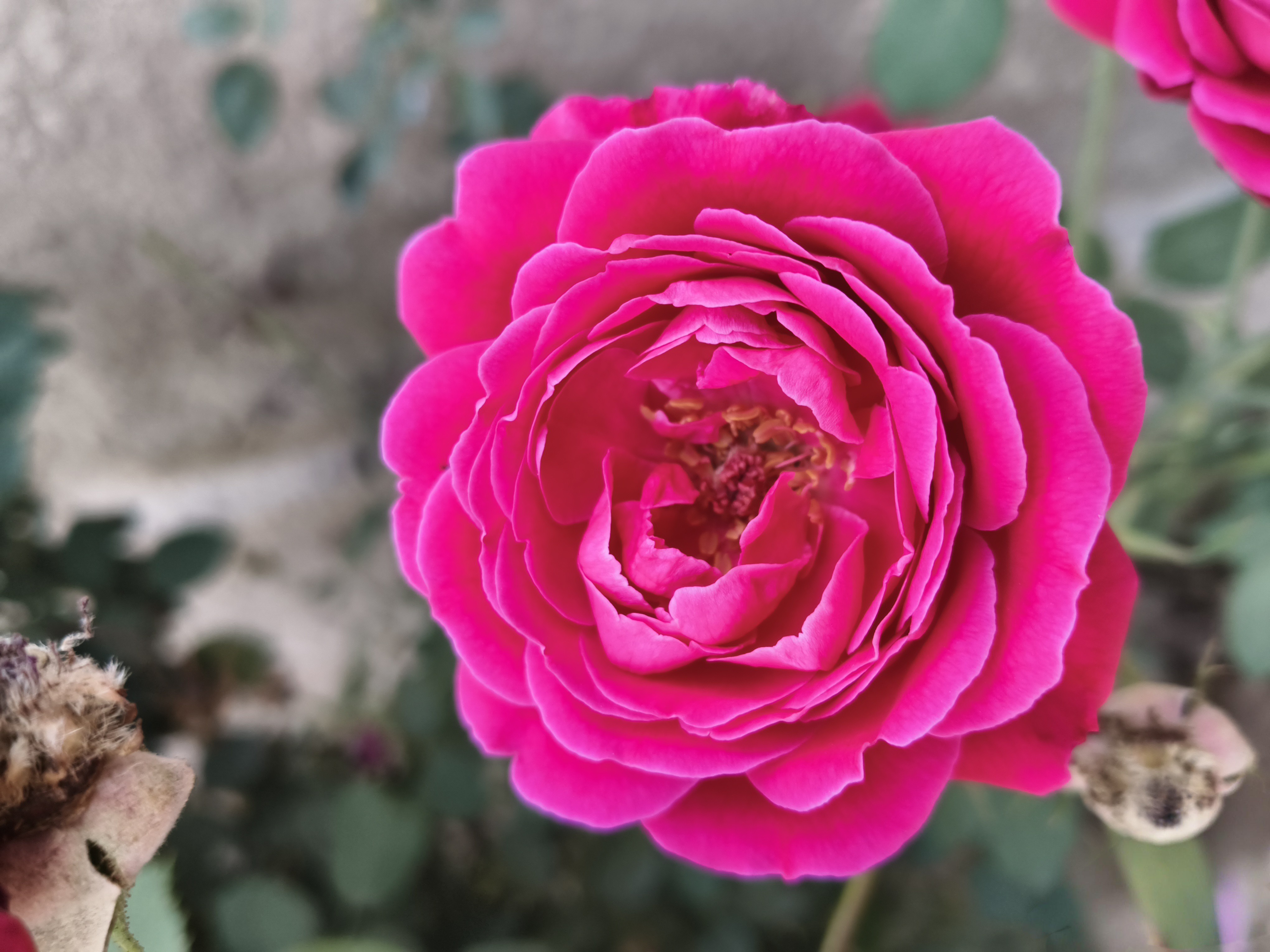 🌹Captured a few shots of these stunning magenta roses today