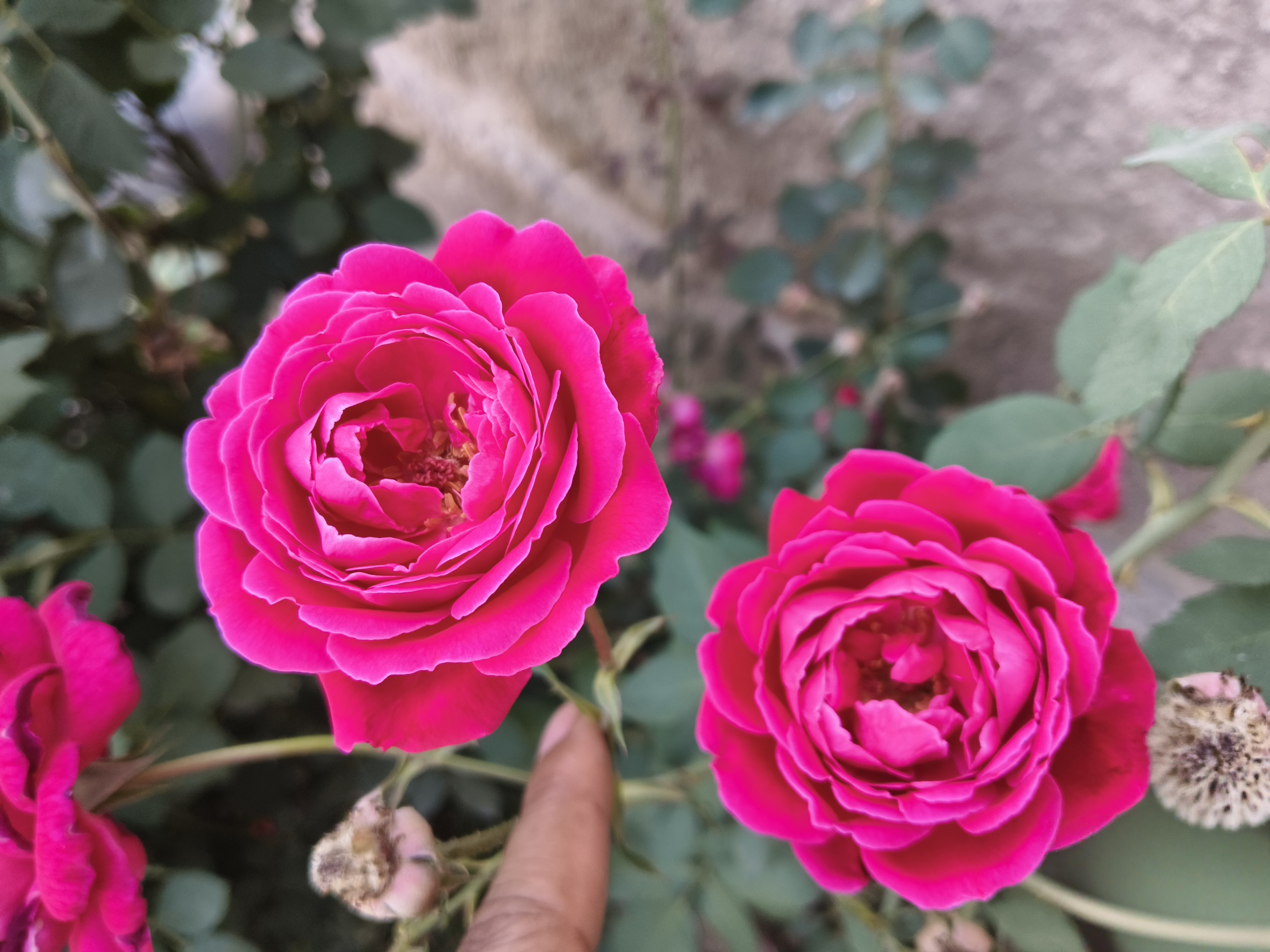 🌹Captured a few shots of these stunning magenta roses today