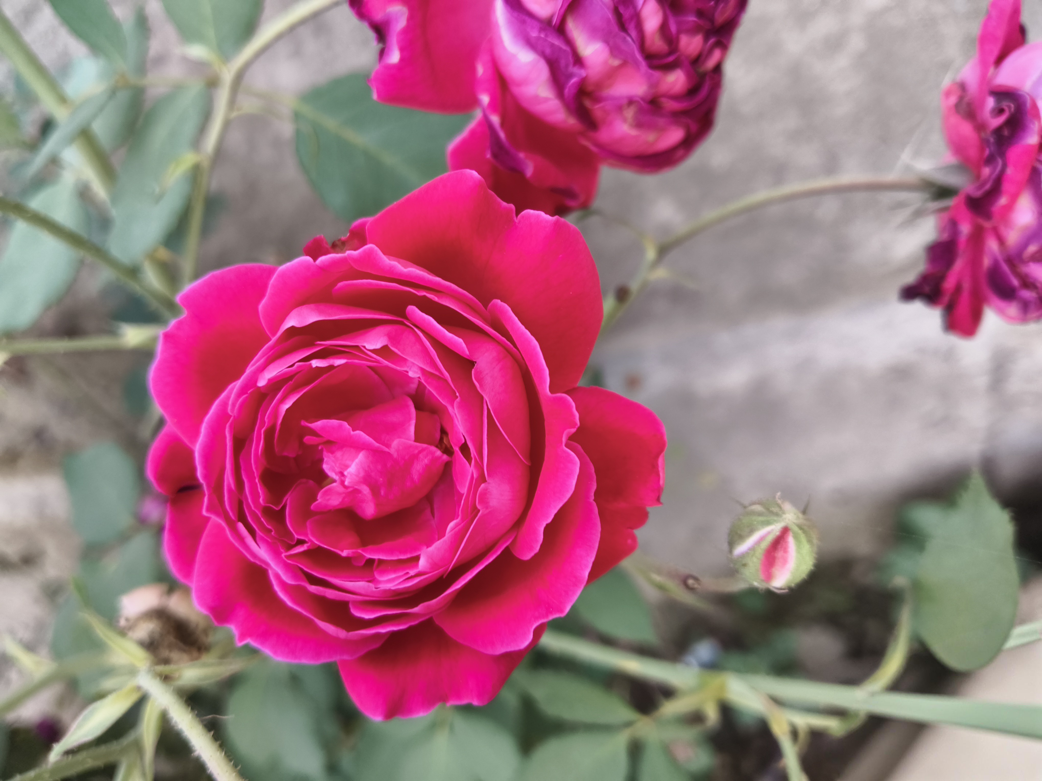 🌹Captured a few shots of these stunning magenta roses today