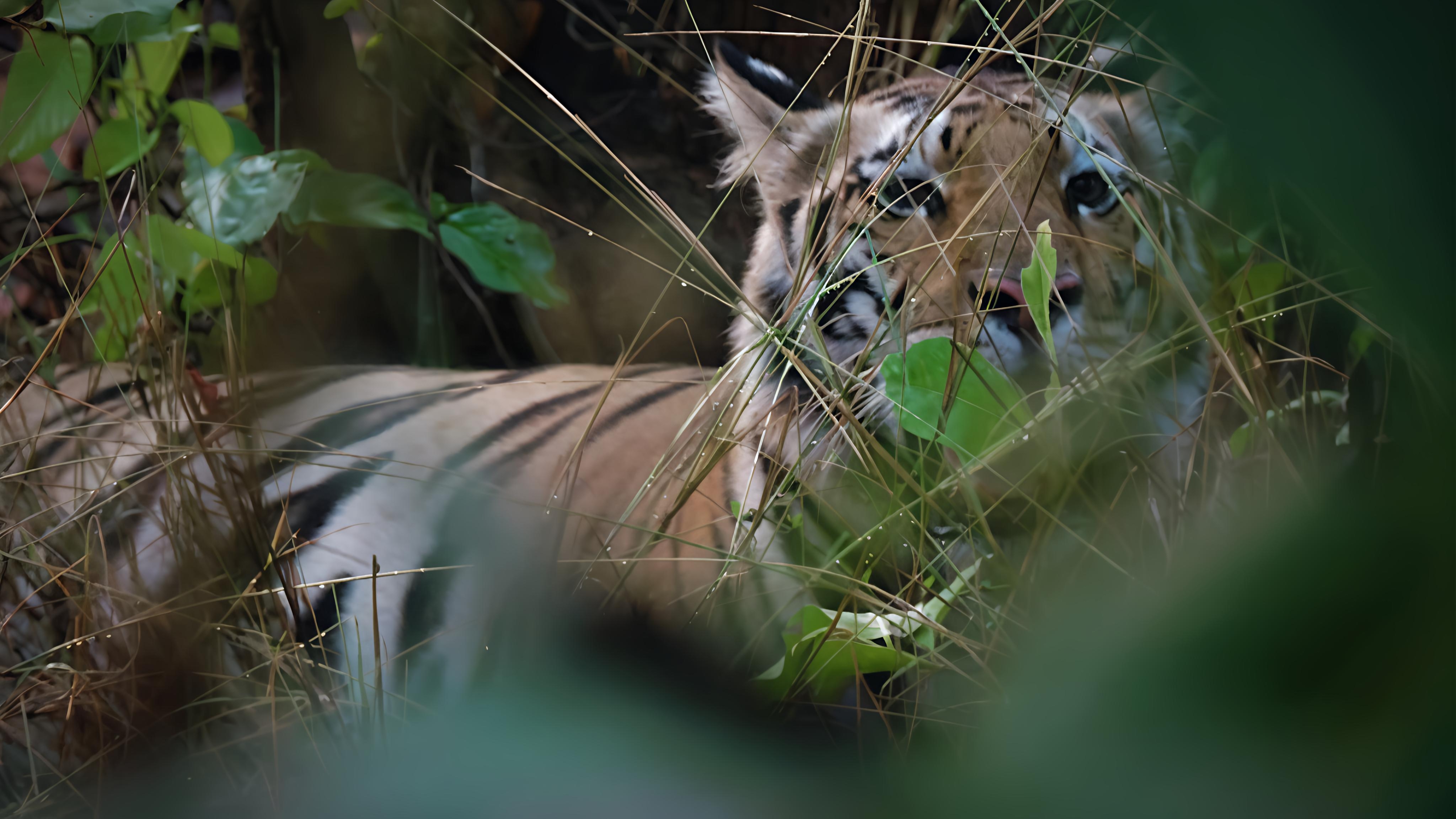 Panthera Tigris Tigris Habitat