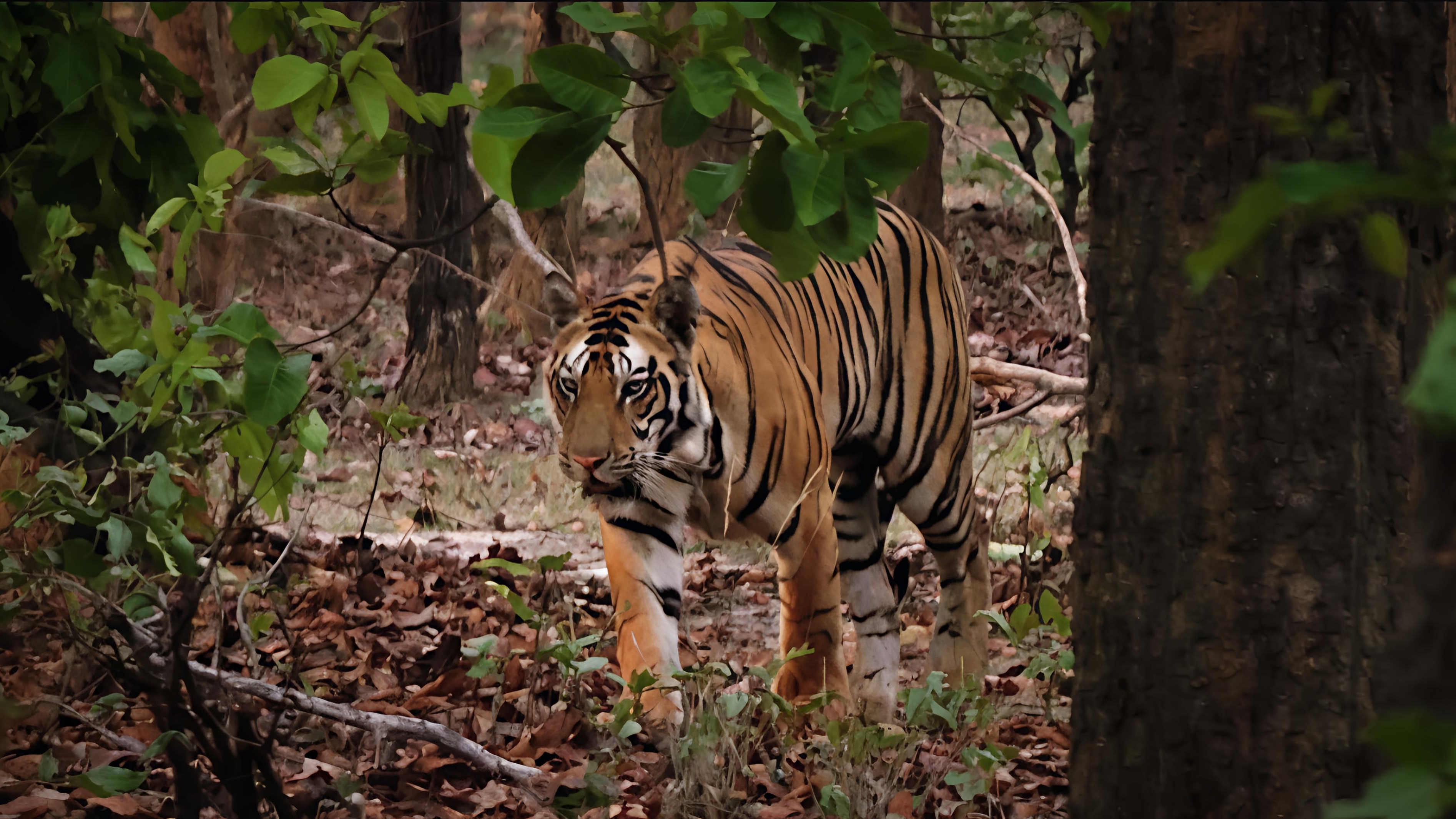 Panthera Tigris Tigris Habitat