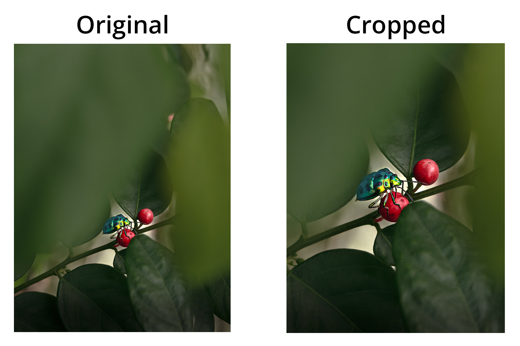 Cropping Vs Rearranging CROP - The Underrated Tool